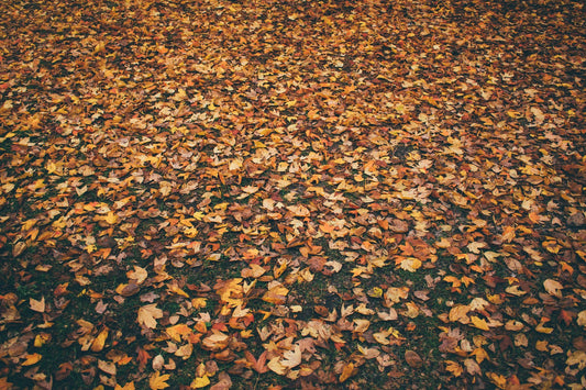 Autumn paving maintenance tips: Keep your driveway and walkways in top shape