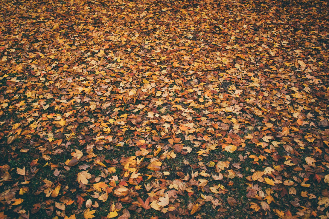 Autumn paving maintenance tips: Keep your driveway and walkways in top shape