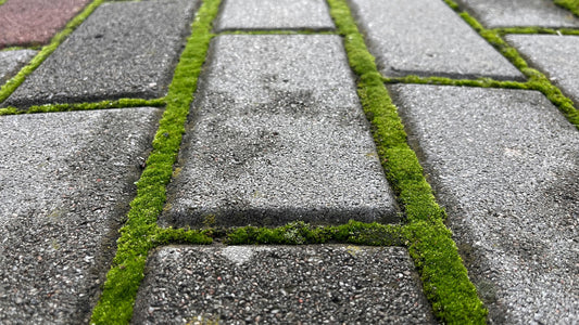 Removing moss and algae from patios and driveways